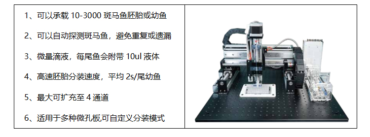 嘉兴斑马鱼